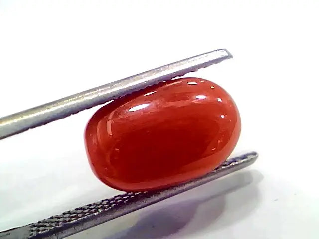 5.22 Ct 5.8 Ratti Natural Italian Red Coral Moonga Gemstone