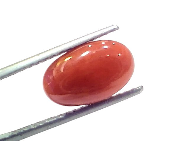 5.29 Ct 5.84 Ratti Natural Untreated Italian Red Coral Moonga AAAAA