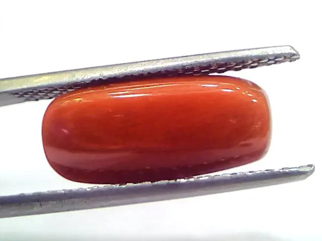 5.33 Ct 8.8 Ratti Natural Untreated Italian Red Coral Moonga Gemstone