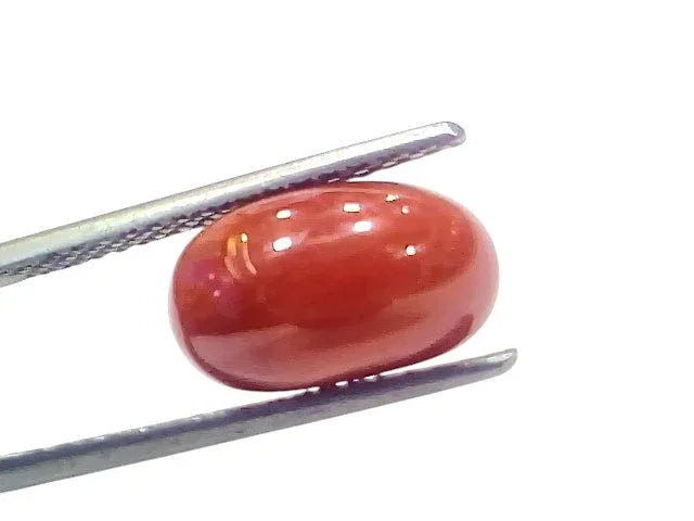 5.31 Ct 5.85 Ratti Natural Untreated Italian Red Coral Moonga AAAAA - Venus Gems