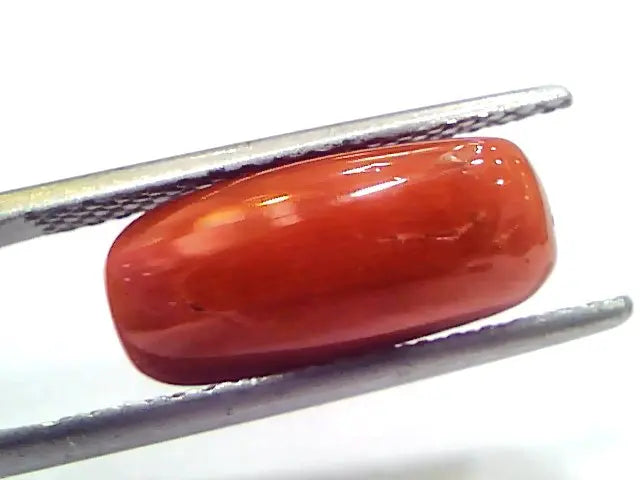 5.33 Ct 8.8 Ratti Natural Untreated Italian Red Coral Moonga Gemstone