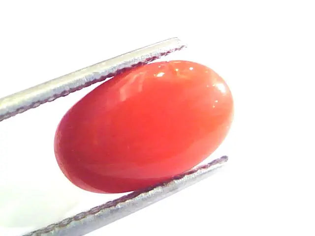5.46 Ct Untreated Natural Premium Italian Red Coral AAAAA