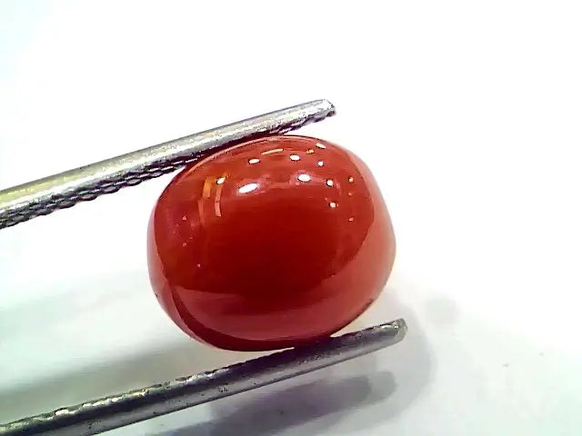 5.40 Ct 9 Ratti Natural Italian Red Coral Moonga Gemstone