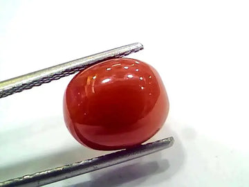 5.40 Ct 9 Ratti Natural Italian Red Coral Moonga Gemstone