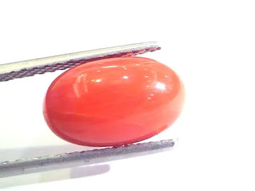 5.46 Ct Untreated Natural Premium Italian Red Coral AAAAA