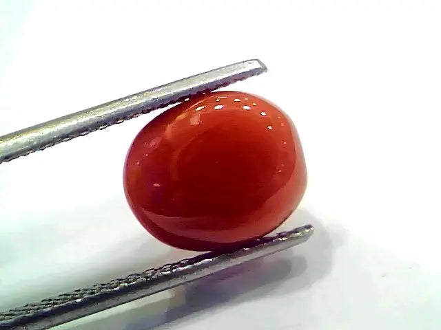 5.40 Ct 9 Ratti Natural Italian Red Coral Moonga Gemstone