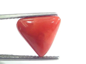 5.35 Ct 8.9 Ratti Natural Italian Triangle Red Coral Moonga Gemstone