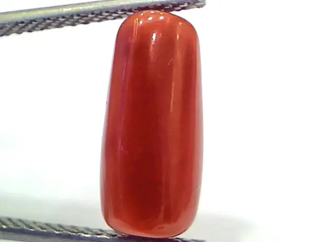 5.42 Ct 9 Ratti Natural Untreated Italian Red Coral Moonga Gemstone