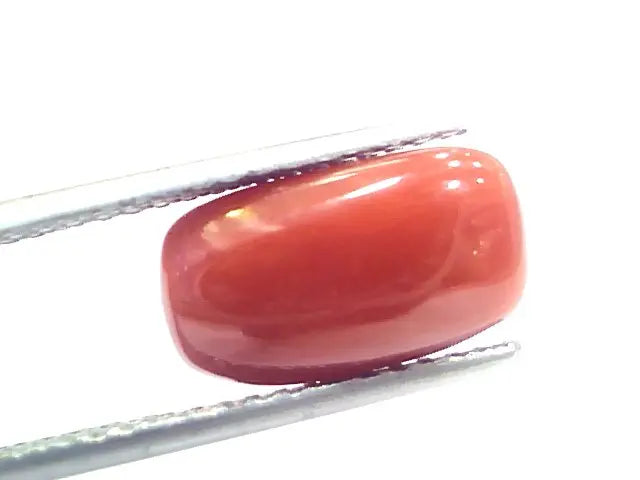 5.40 Ct 9 Ratti Natural Italian Red Coral Moonga Gemstone