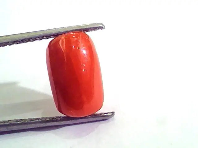 5.44 Carat Natural Italian Red Coral Moonga Gemstone AAAA