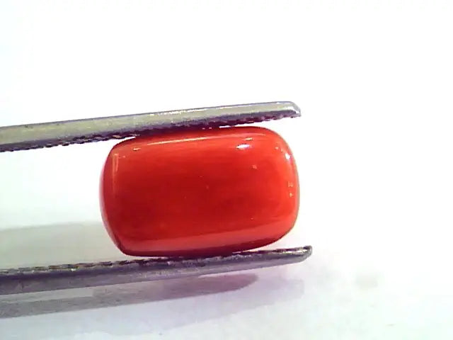 5.44 Carat Natural Italian Red Coral Moonga Gemstone AAAA