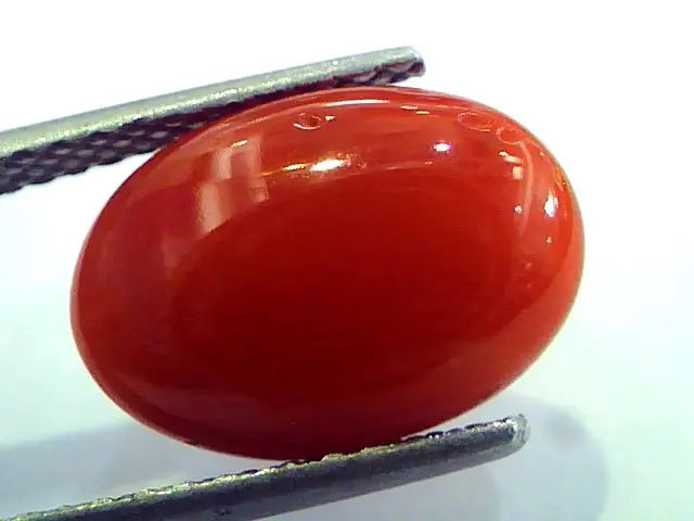 5.42 Ct Top Grade Premium Untreated Natural Japan Red Coral Gemstone