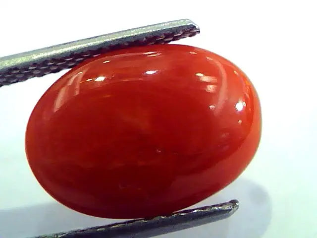 5.42 Ct Top Grade Premium Untreated Natural Japan Red Coral Gemstone