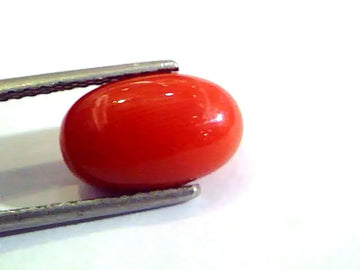 5.57 Ct Untreated Natural Premium Italian Red Coral AAAAA