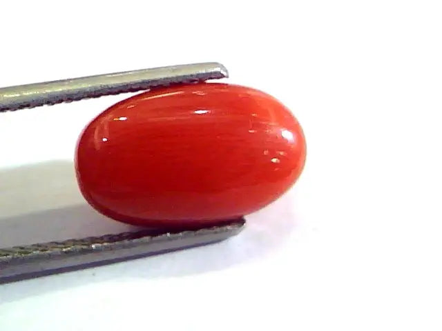 5.57 Ct Untreated Natural Premium Italian Red Coral AAAAA