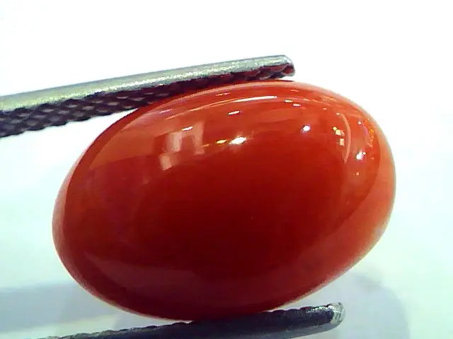5.42 Ct Top Grade Premium Untreated Natural Japan Red Coral Gemstone