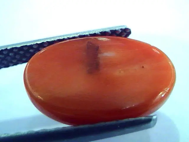 5.42 Ct Top Grade Premium Untreated Natural Japan Red Coral Gemstone