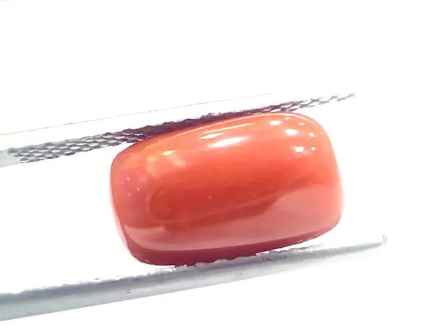 5.51 Ct 9.15 Ratti Natural Italian Red Coral Moonga Gemstone