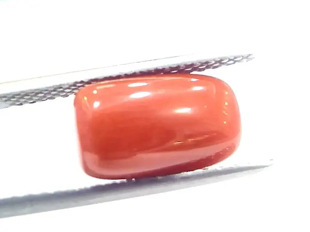 5.51 Ct 9.15 Ratti Natural Italian Red Coral Moonga Gemstone