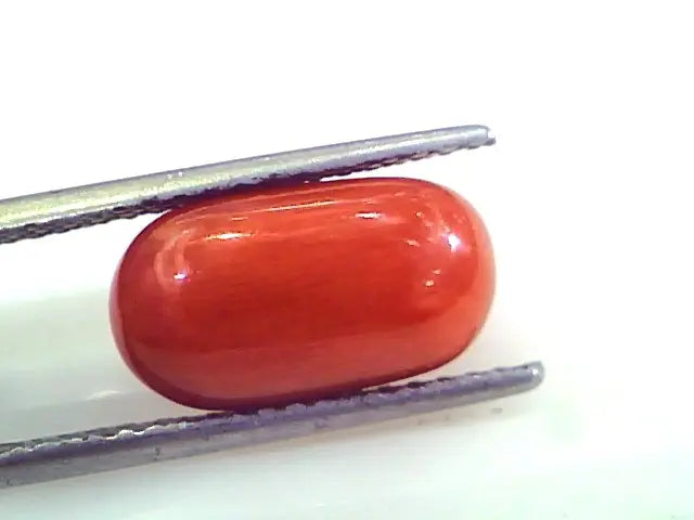 5.51 Ct Untreated Natural Premium Italian Red Coral AAAAA