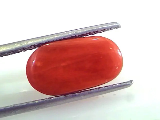 5.51 Ct Untreated Natural Premium Italian Red Coral AAAAA