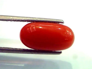 5.55 Ct Untreated Top Grade Natural Red Italian Coral Gem/Moonga