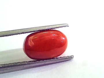 5.55 Carat Natural Italian Red Coral Moonga Gemstone AAAA