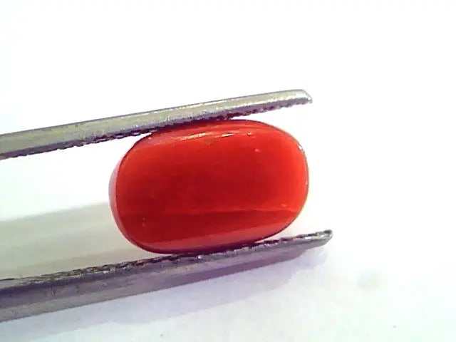 5.55 Carat Natural Italian Red Coral Moonga Gemstone AAAA