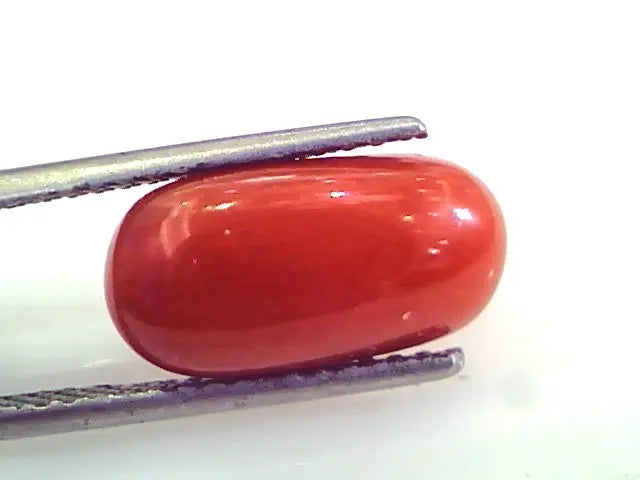 5.58 Ct Untreated Natural Premium Italian Red Coral AAAAA