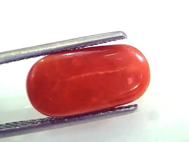 5.58 Ct Untreated Natural Premium Italian Red Coral AAAAA