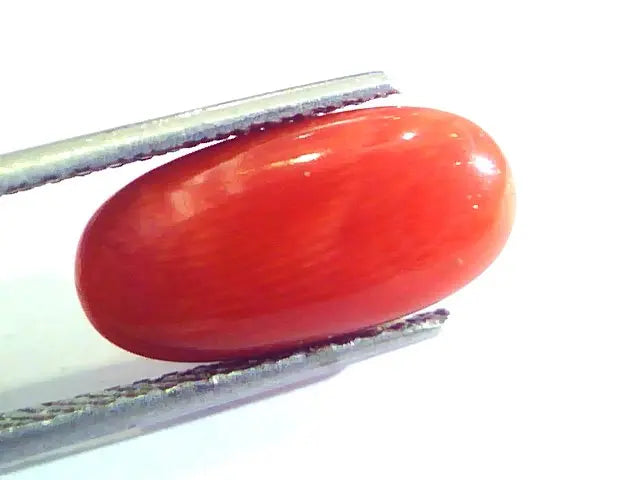 5.64 Ct Untreated Natural Premium Italian Red Coral AAAAA
