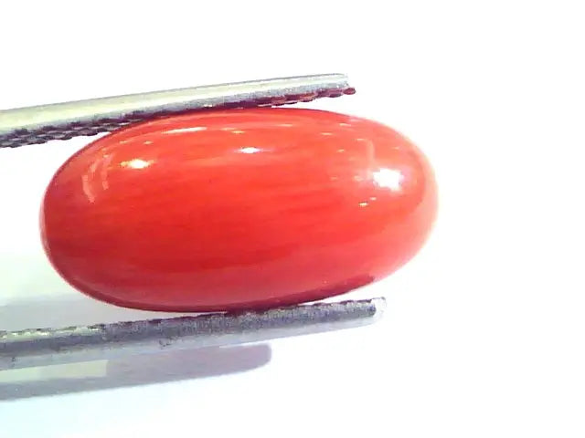 5.64 Ct Untreated Natural Premium Italian Red Coral AAAAA