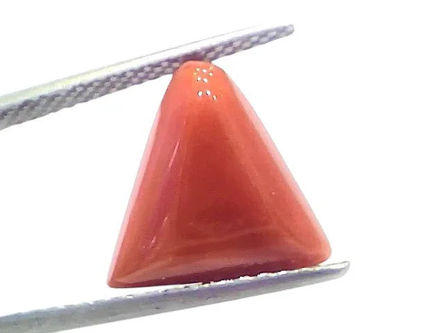 5.66 Ct Natural Italian Triangle Red Coral Trikon Moonga Gemstone - Venus Gems