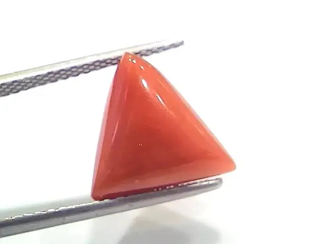 5.73 Ct 6.36 Ratti Natural Italian Triangle Red Coral Moonga Gemstone - Venus Gems