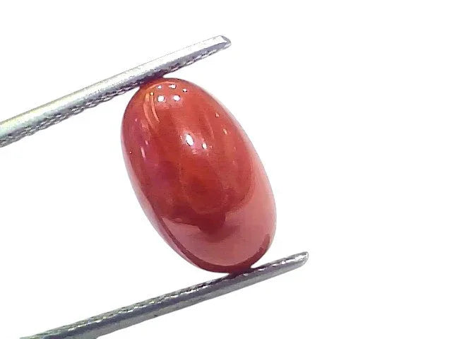 5.68 Ct 6.27 Ratti Natural Untreated Italian Red Coral Moonga AAAAA - Venus Gems