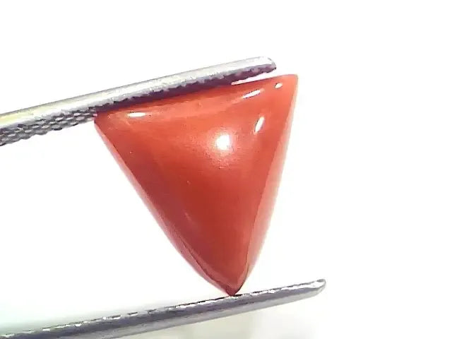 5.73 Ct 6.36 Ratti Natural Italian Triangle Red Coral Moonga Gemstone - Venus Gems