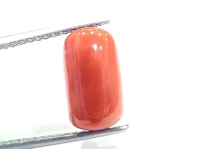 5.71 Ct 9.4 Ratti Natural Italian Red Coral Moonga Gemstone
