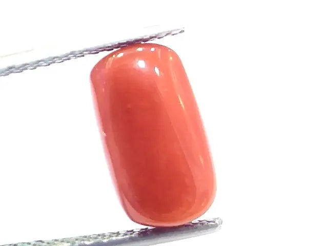 5.71 Ct 9.4 Ratti Natural Italian Red Coral Moonga Gemstone