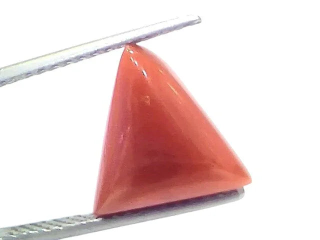 5.70 Ct Natural Italian Triangle Red Coral Trikon Moonga Gemstone - Venus Gems