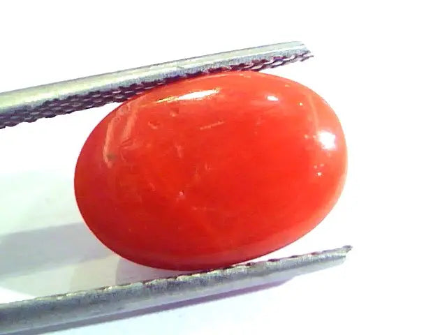 5.78 Ct Untreated Natural Premium Italian Red Coral AAAAA