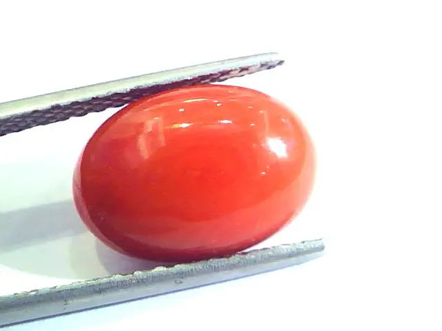 5.78 Ct Untreated Natural Premium Italian Red Coral AAAAA
