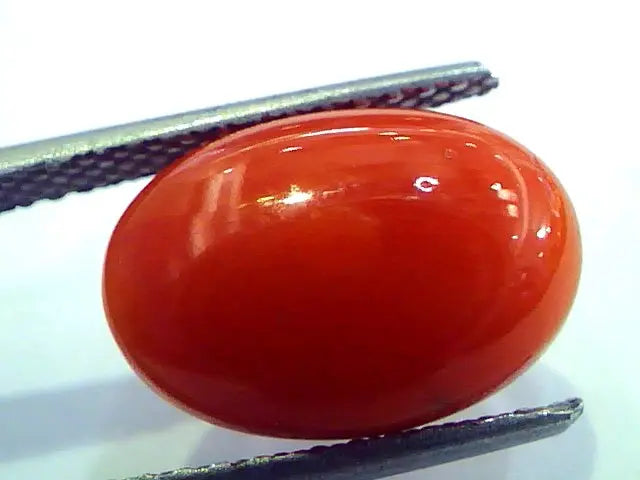 5.74 Ct Top Grade Premium Untreated Natural Japan Red Coral Gemstone