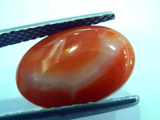 5.74 Ct Top Grade Premium Untreated Natural Japan Red Coral Gemstone