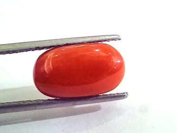 5.76 Carat Natural Italian Red Coral Moonga Gemstone AAAA