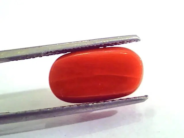 5.76 Carat Natural Italian Red Coral Moonga Gemstone AAAA