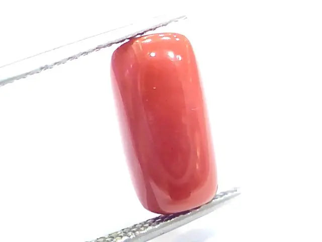 5.76 Ct 6.4 Ratti Natural Italian Red Coral Moonga Gemstone