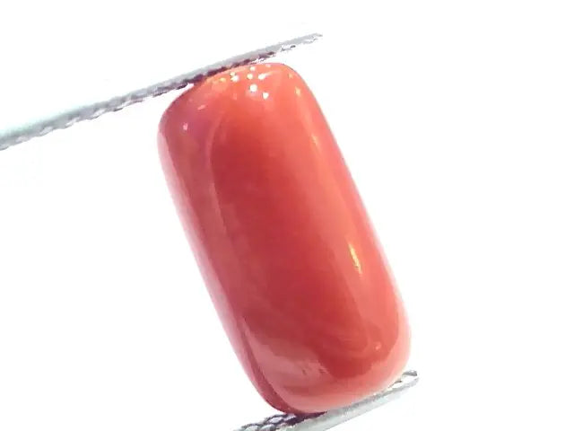 5.76 Ct 6.4 Ratti Natural Italian Red Coral Moonga Gemstone