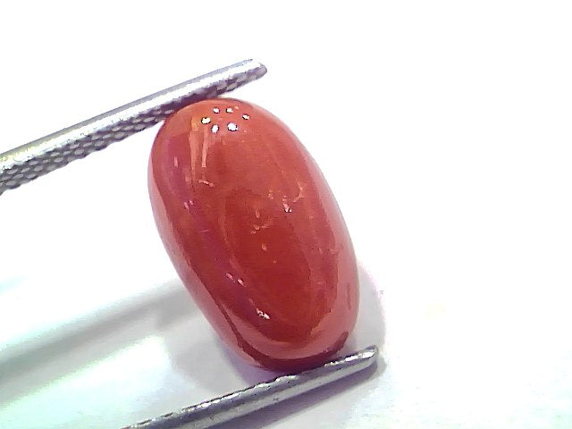 5.76 Ct 6.32 Ratti Natural Untreated Italian Red Coral Moonga AAAAA
