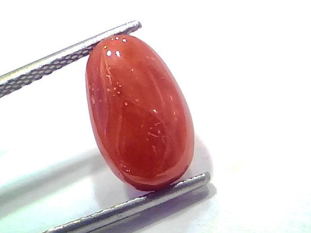 5.76 Ct 6.32 Ratti Natural Untreated Italian Red Coral Moonga AAAAA