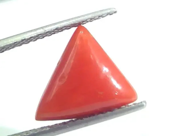 5.77 Ct 6.41 Ratti Natural Italian Triangle Red Coral Moonga Gemstone - Venus Gems